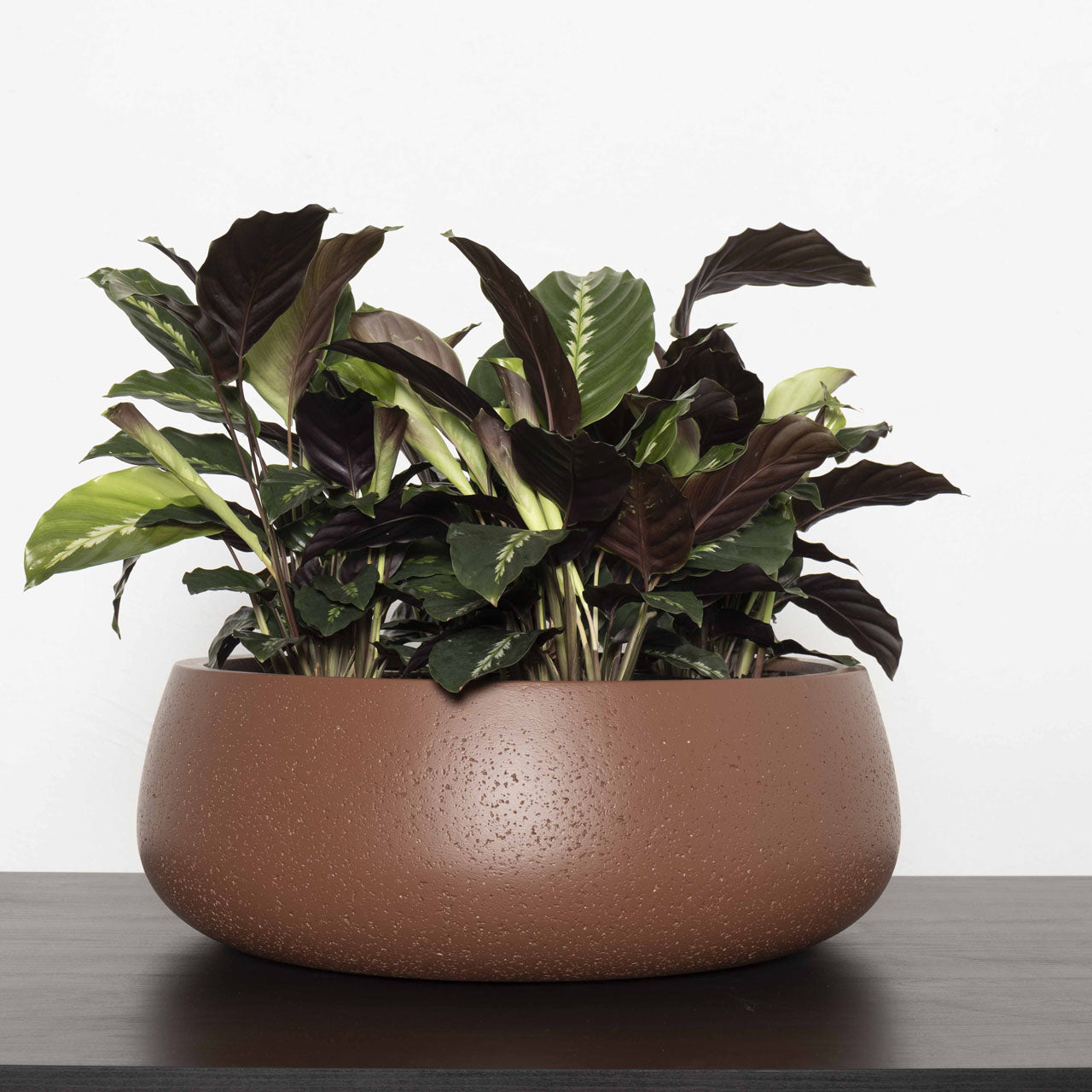 Aphrodite Bowl Planter. Burnt Terracotta