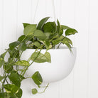 Crete Hanging Bowl Planter.