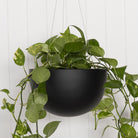 Crete Hanging Bowl Planter.