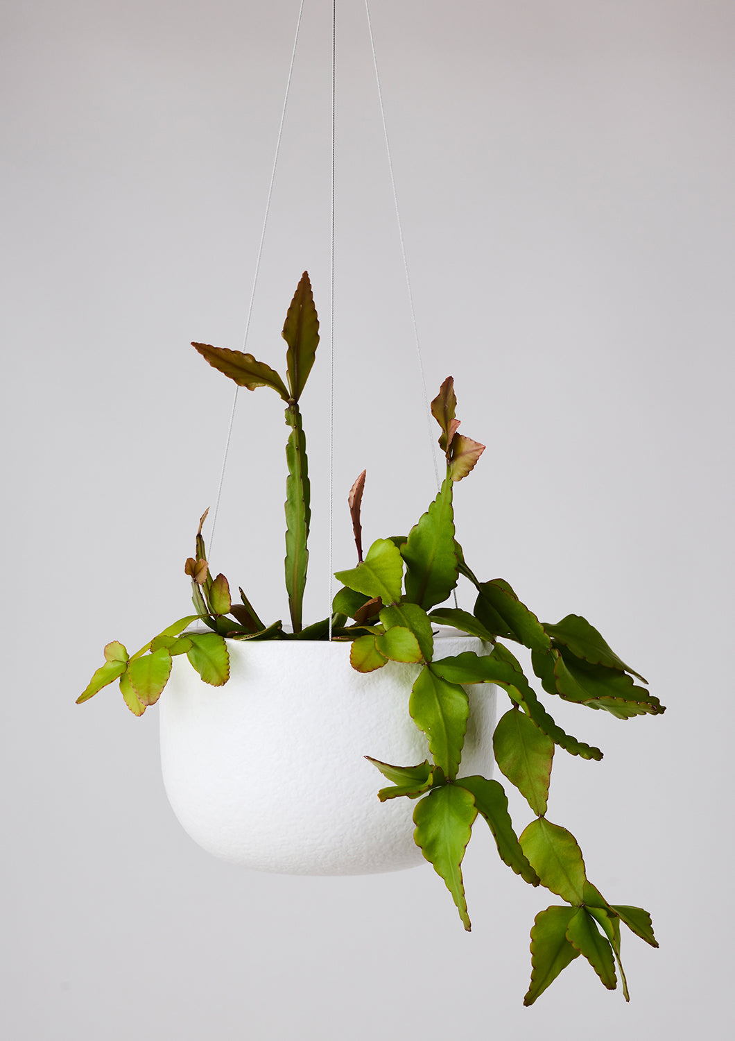 Glazed Earth Hanging Planter White Boucle