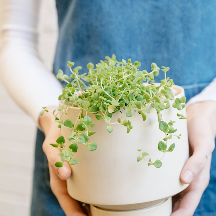 Gro Pot