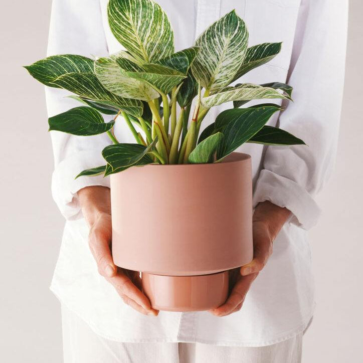 Gro Pot