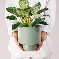 Gro Pot