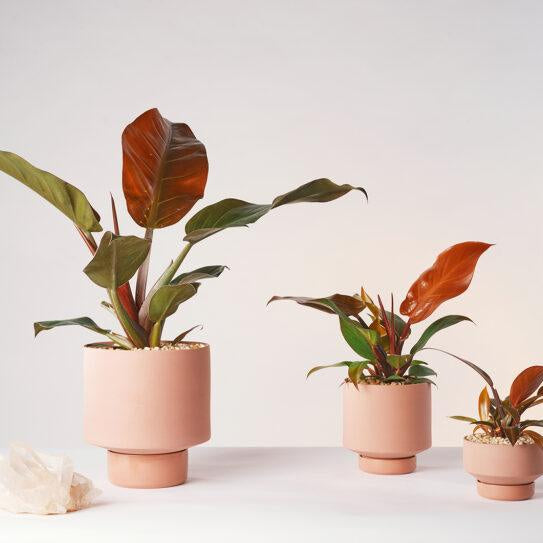 Gro Pot