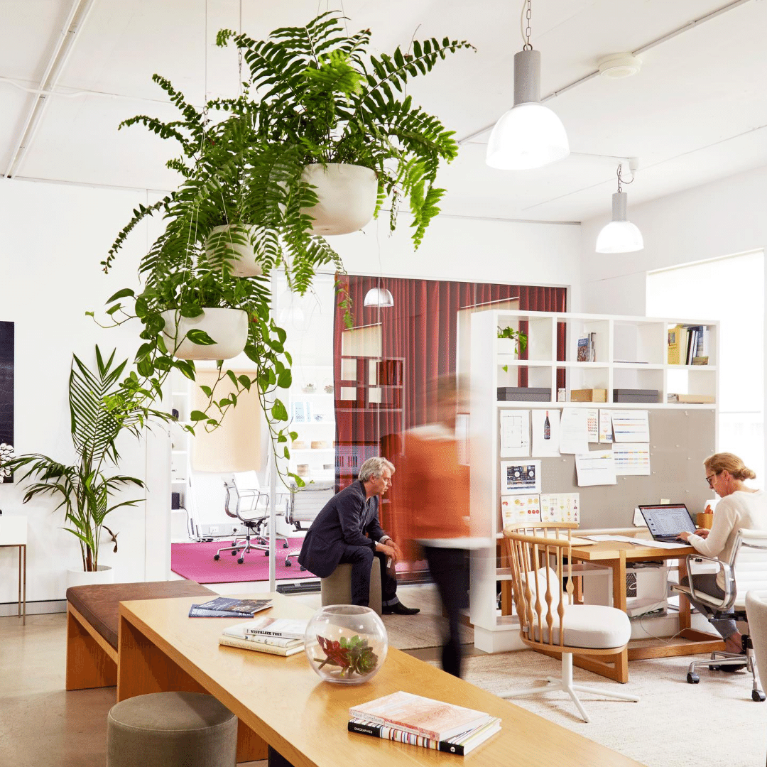 An office with hanging plant bots and a large palm tree