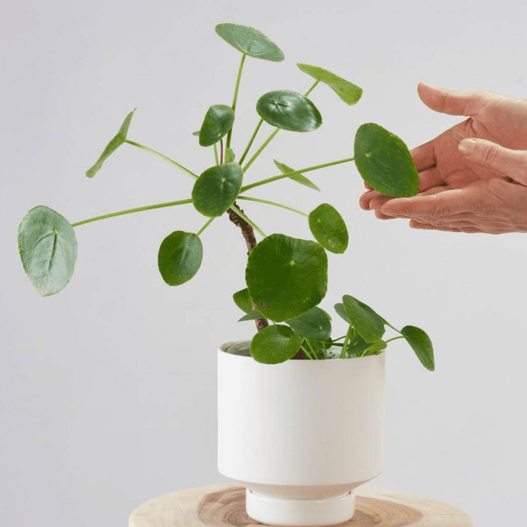 Gro Pot - Large