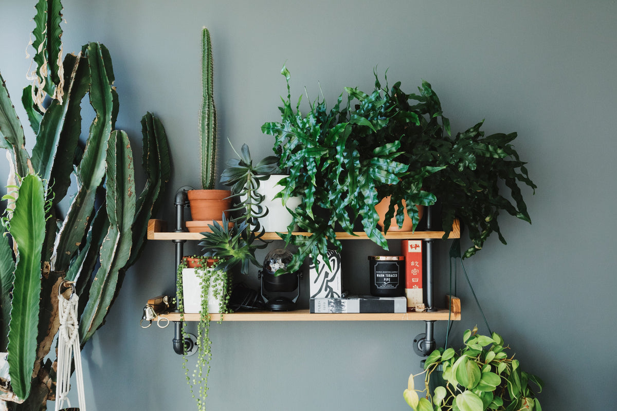 Plants
