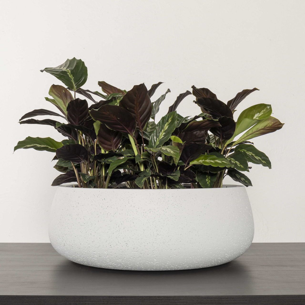 Aphrodite Bowl Planter. Lime Wash Chalk