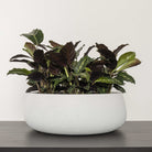 Aphrodite Bowl Planter. Lime Wash Chalk