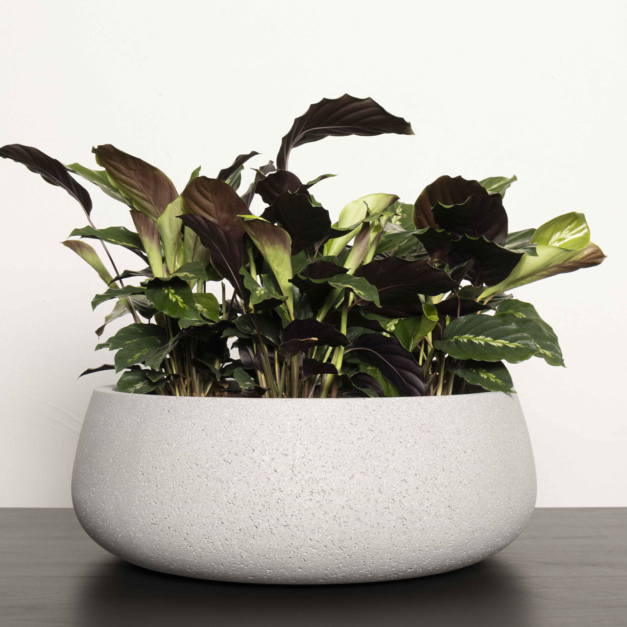 Aphrodite Bowl Planter. Pumice Stone