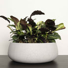 Aphrodite Bowl Planter. Pumice Stone
