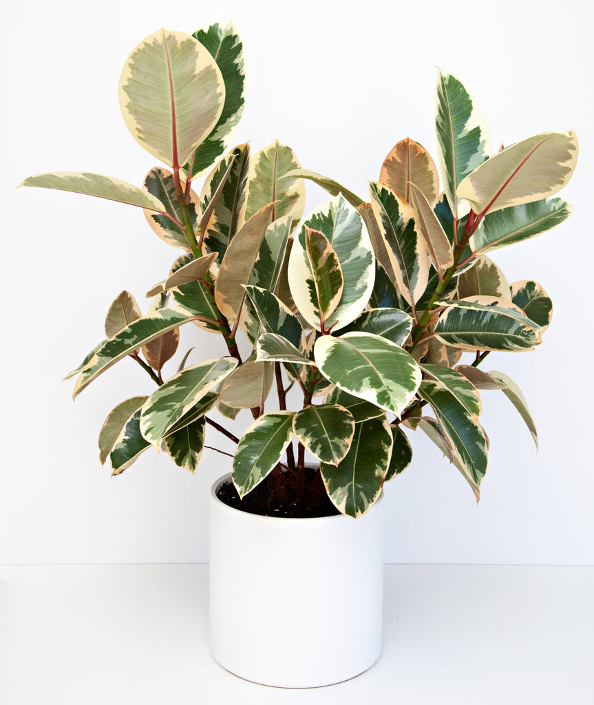 Ficus Elastica Tineke - ' Variegated Rubber Plant '