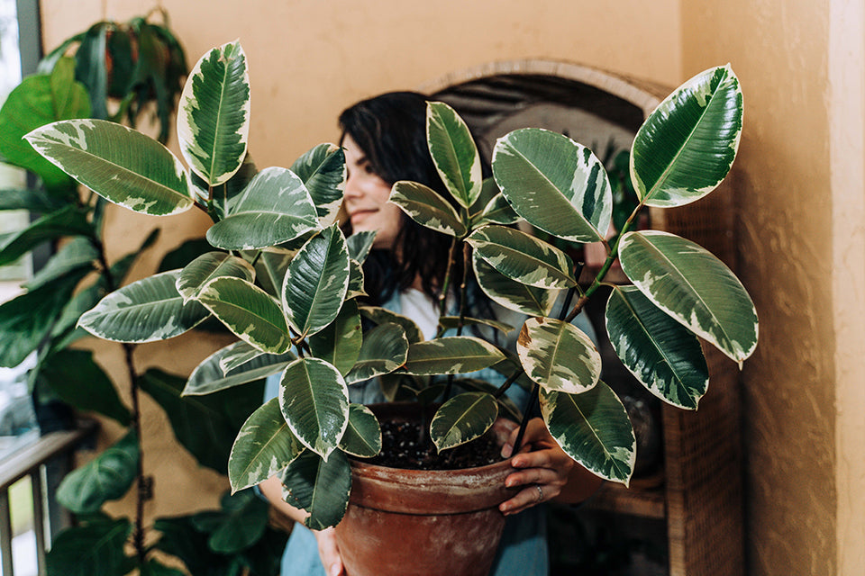 Ficus Elastica Tineke - ' Variegated Rubber Plant '