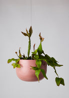 Glazed Earth Hanging Planter Ochre Gloss