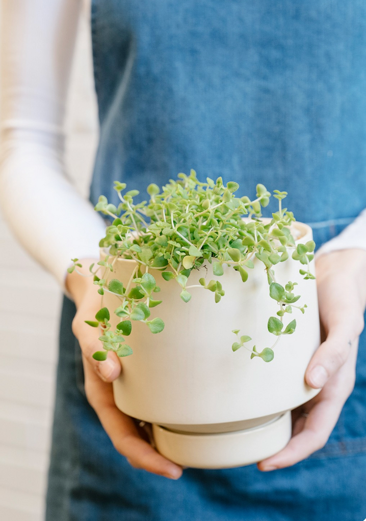 Gro Pot