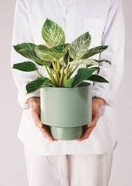 Gro Pot