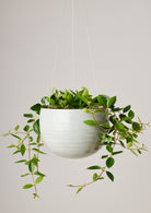 Hanging Spherical Planter Grey Crackle