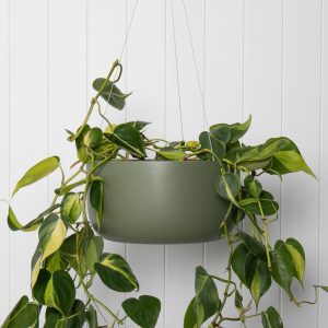 Oslo Hanger