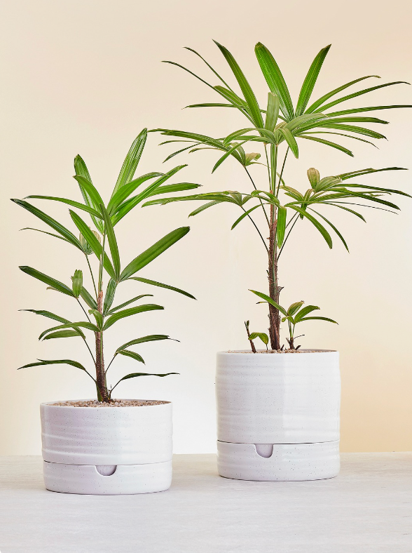 Self Watering Plant Pot - Speckle