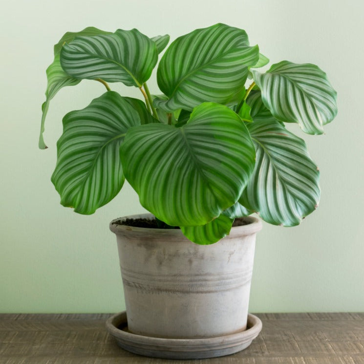 Calathea orbifolia