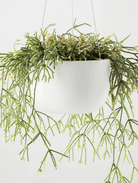 Raw Earth Hanging Planter Chalk White