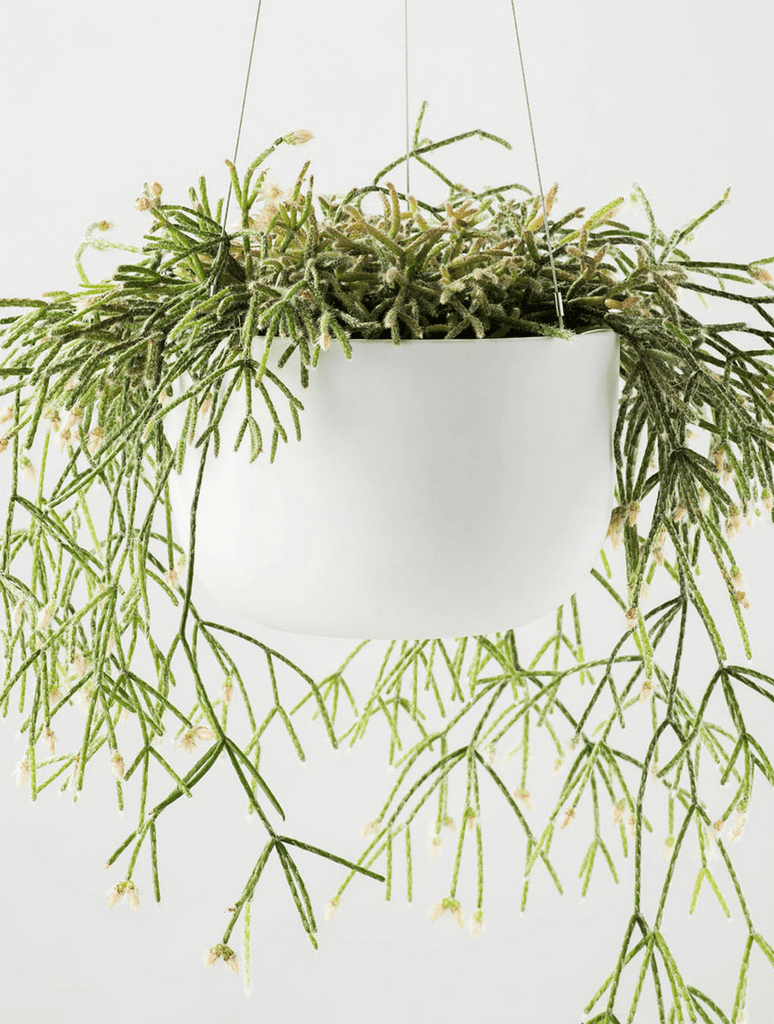 Raw Earth Hanging Planter Chalk White